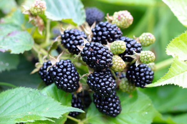 Blackberry Bush Removal in Palm Desert