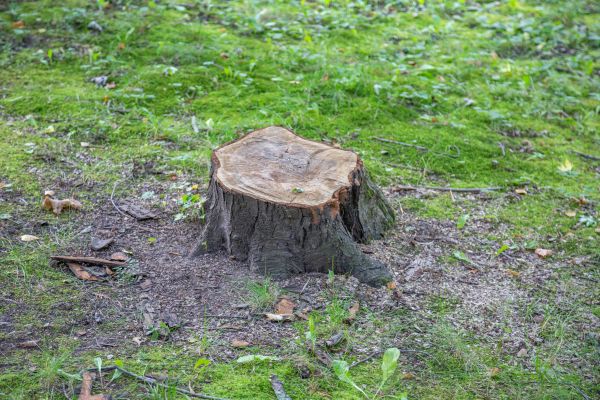 Bush Stump Removal in Palm Desert