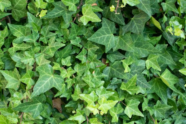 Cost of English Ivy Removal in Palm Desert