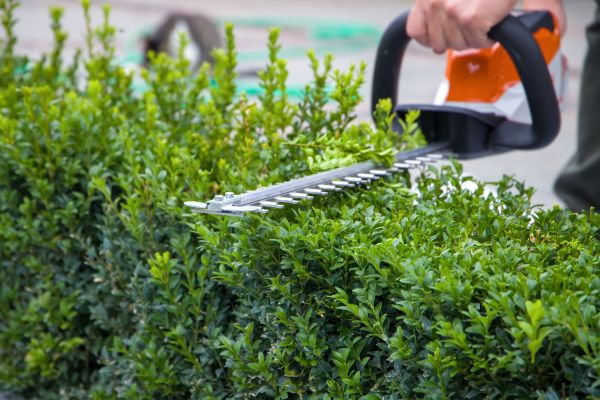 Hedge Pruning in Palm Desert