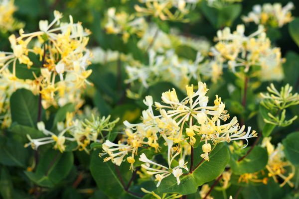 Cost of Honeysuckle Removal in Palm Desert