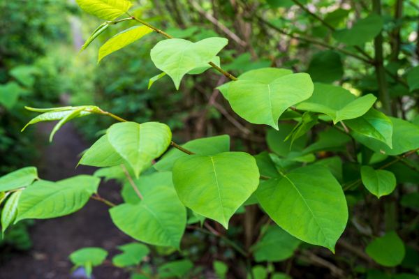 Cost of Invasive Plant Removal in Palm Desert