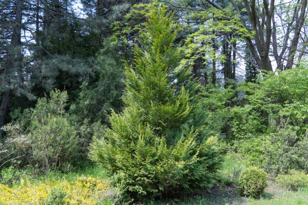 Cost of Juniper Pruning in Palm Desert