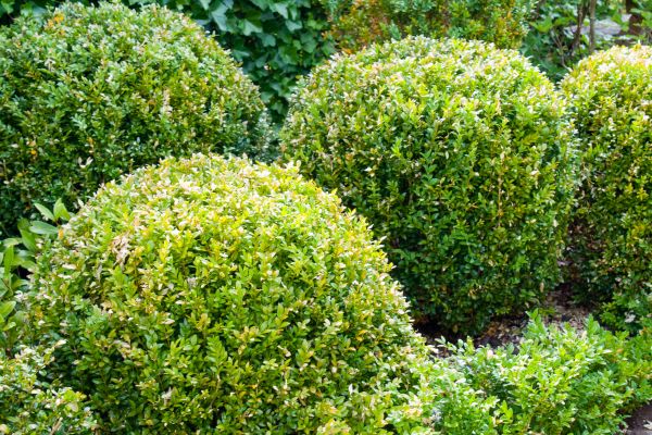 Cost of Landscape Trimming Service in Palm Desert