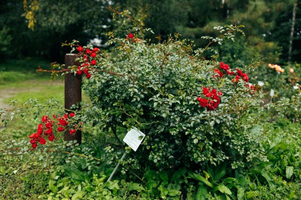 Cost of Rose Bush Removal in Palm Desert