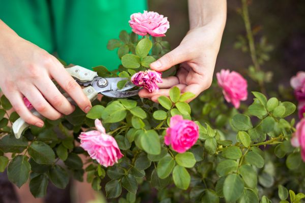 Cost of Rose Trimming in Palm Desert