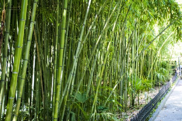 Cost of Bamboo Root Removal in Palm Desert