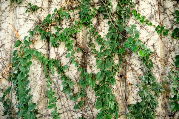 Cost of Vine Removal Service in Palm Desert