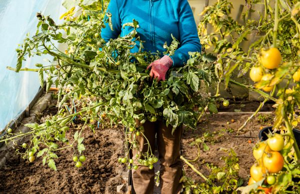 Garden Plant Removal in Palm Desert