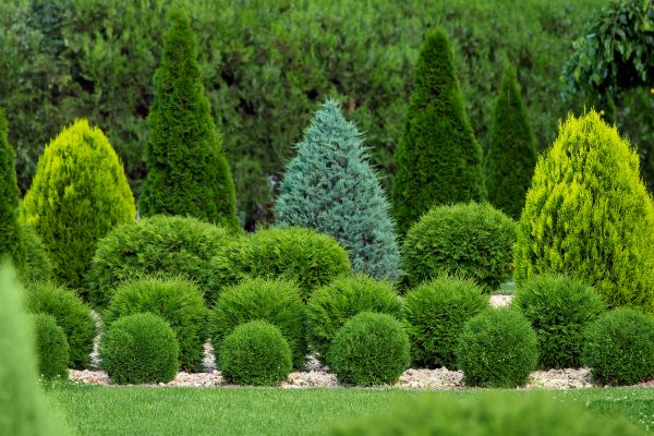 Cost of Shrub Shaping in Palm Desert