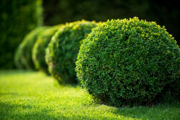 Cost of Bush Pruning in Palm Desert