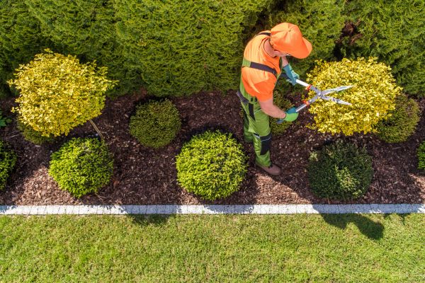 Cost of Topiary Trimming in Palm Desert