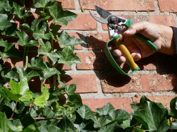 Cost of Ivy Removal Service in Palm Desert