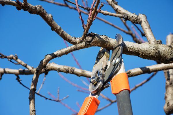Cost of Selective Pruning in Palm Desert