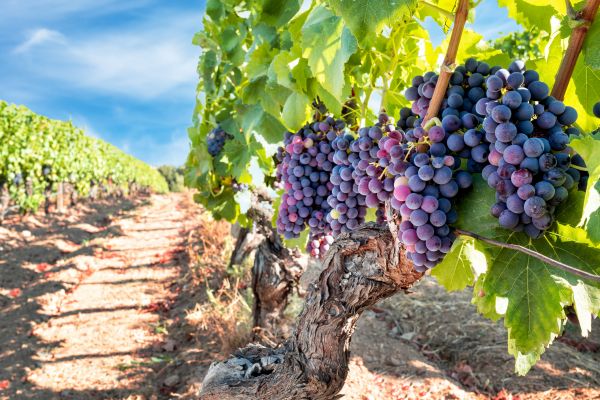 Cost of Grapevine Pruning in Palm Desert
