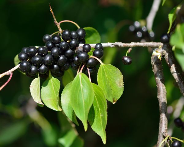 Cost of Buckthorn Removal in Palm Desert