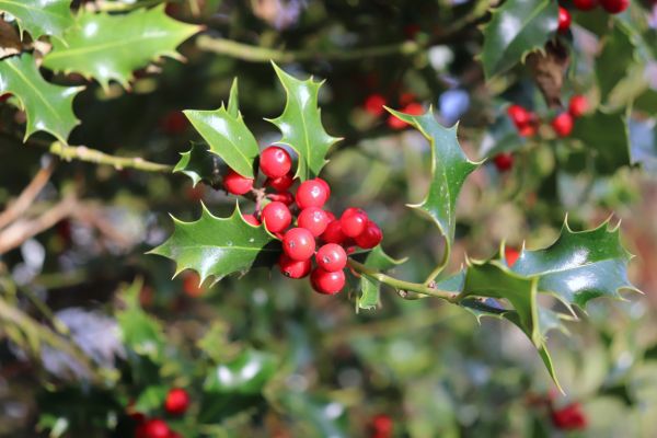 Cost of Holly Tree Trimming in Palm Desert
