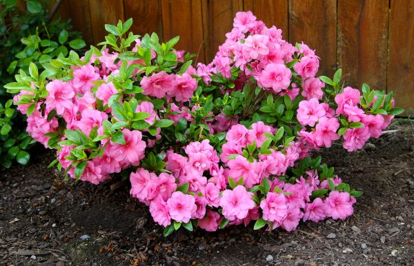 Azaleas Removal in Palm Desert