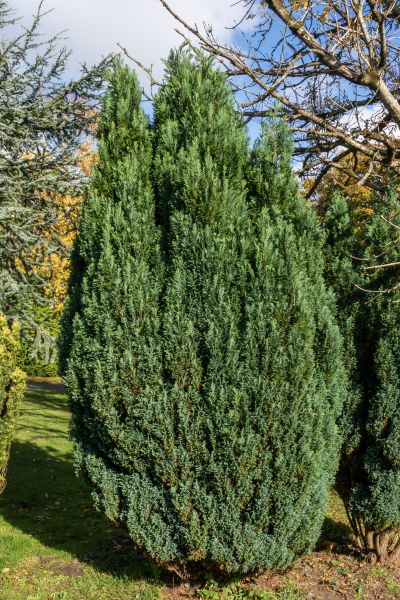 Cost of Juniper Trimming in Palm Desert