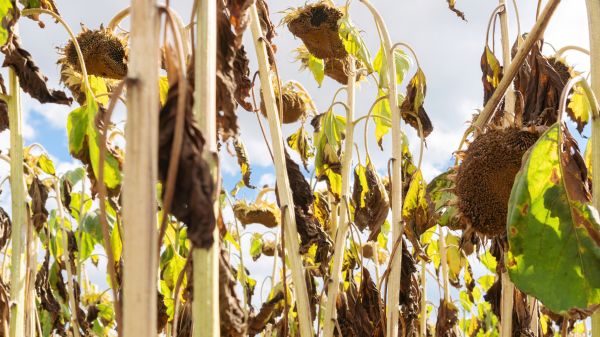 Dead Plant Removal in Palm Desert