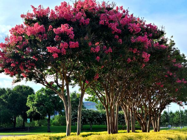 Cost of Crepe Myrtle Pruning in Palm Desert