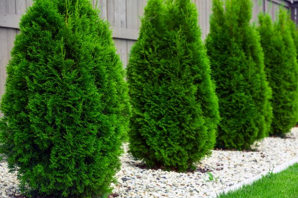 Cost of Arborvitae Pruning in Palm Desert
