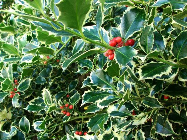 Cost of Holly Bushes Trimming in Palm Desert