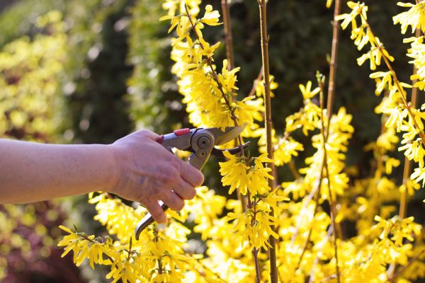 Forsythia Pruning in Palm Desert