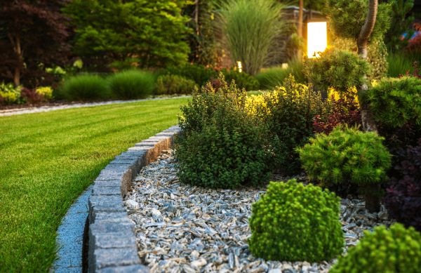 Bush Relocation in Palm Desert