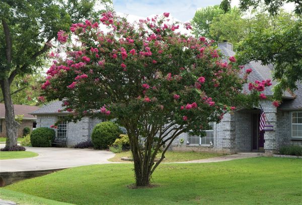 Crepe Myrtle Trimming in Palm Desert