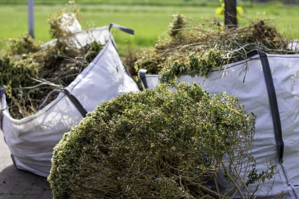 Cost of Shrubs Removal in Palm Desert
