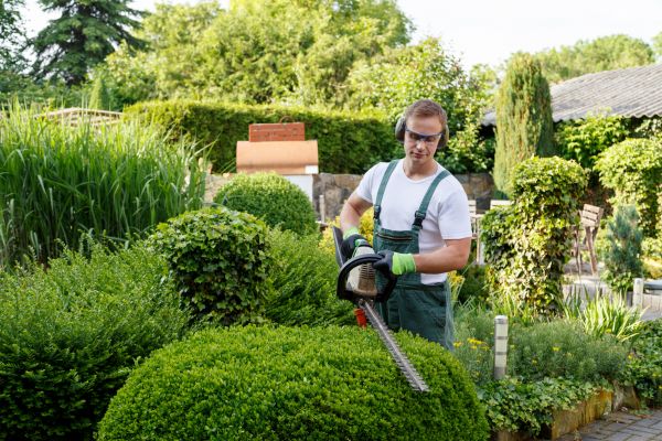 Shrubs Trimming in Palm Desert