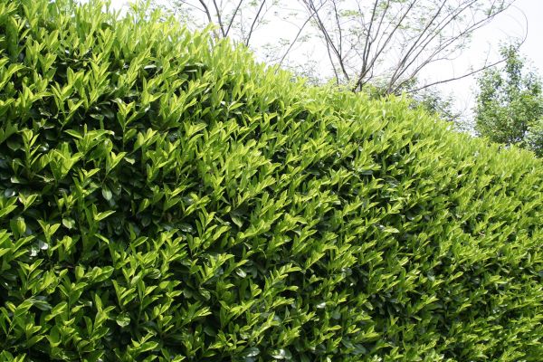 Laurel Shrub Removal in Palm Desert