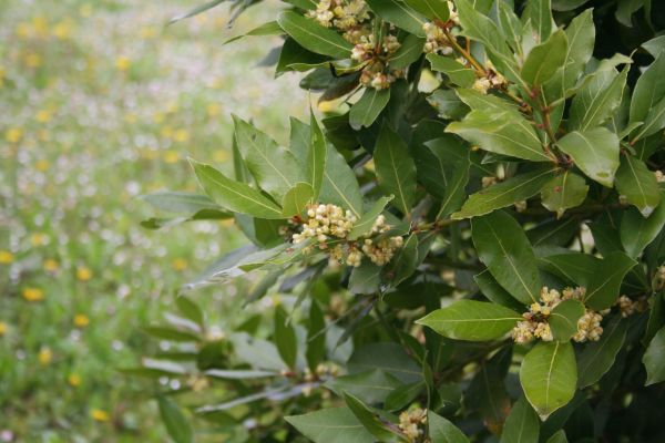 Cost of Laurel Trimming in Palm Desert
