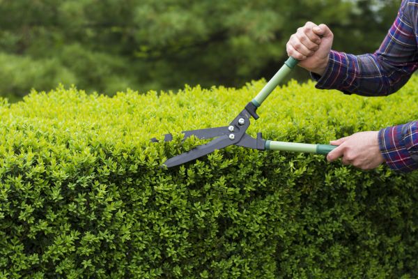 Cost of Evergreen Shrub Pruning in Palm Desert
