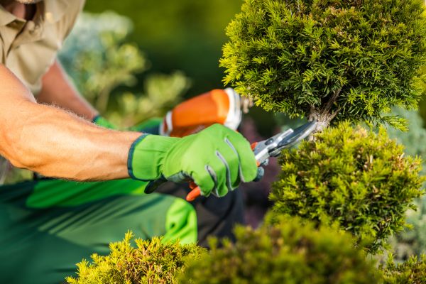 Cost of Landscape Pruning Service in Palm Desert