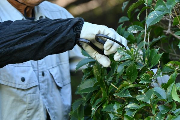 Holly Pruning in Palm Desert