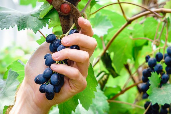 Cost of Vineyard Pruning in Palm Desert