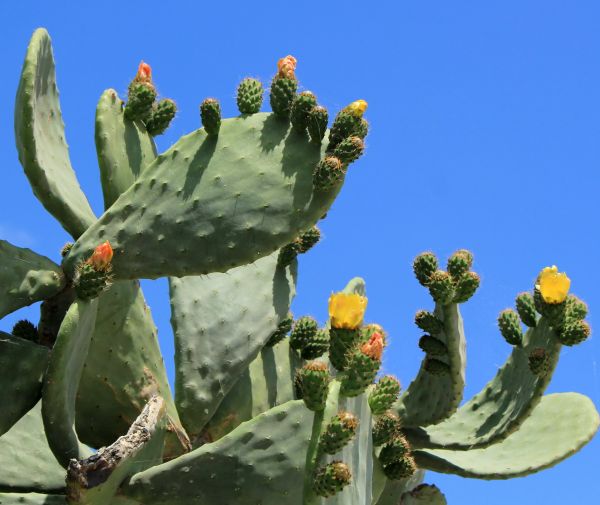 Cost of Cactus Removal in Palm Desert