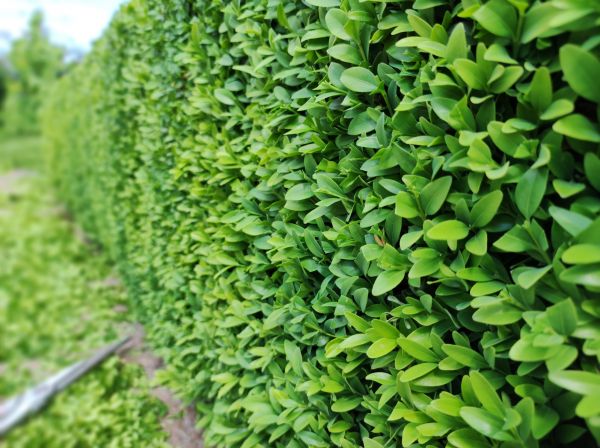 Cost of Boxwood Pruning in Palm Desert