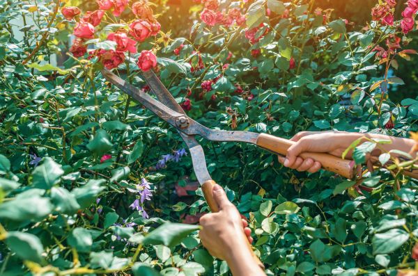 Knockout Roses Pruning in Palm Desert