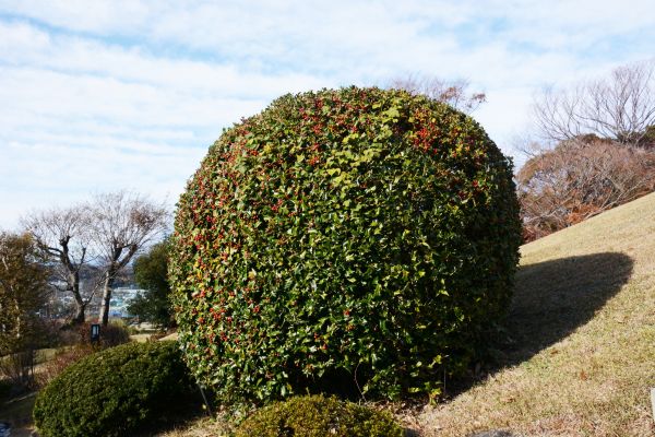 Cost of Holly Shrub Pruning in Palm Desert