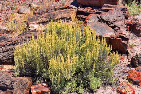 Cost of Sagebrush Removal in Palm Desert