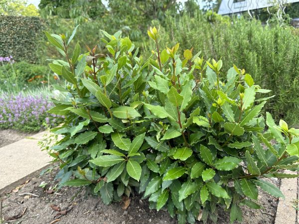 Cost of Laurel Hedge Trimming in Palm Desert