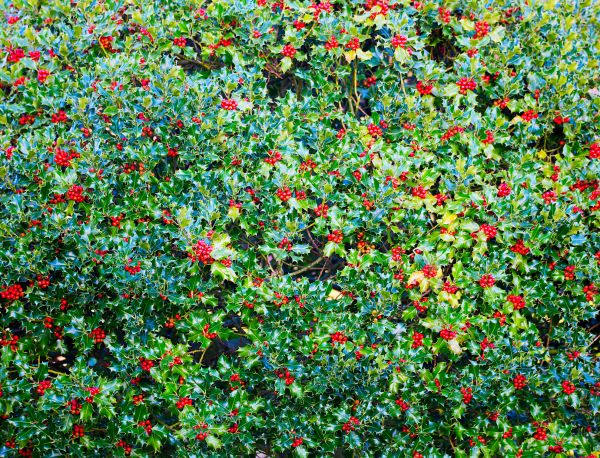 Cost of Holly Bush Removal in Palm Desert