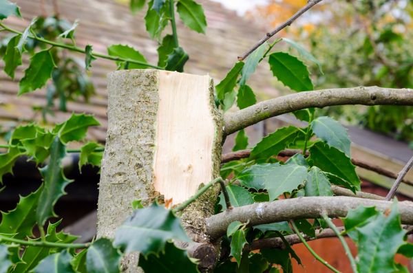 Cost of Holly Tree Removal in Palm Desert