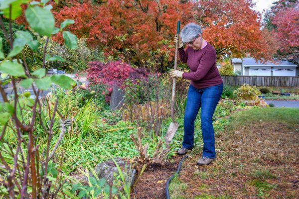 Cost of Dead Bush Removal in Palm Desert
