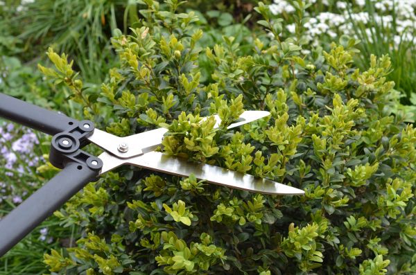 Cost of Boxwood Trimming in Palm Desert