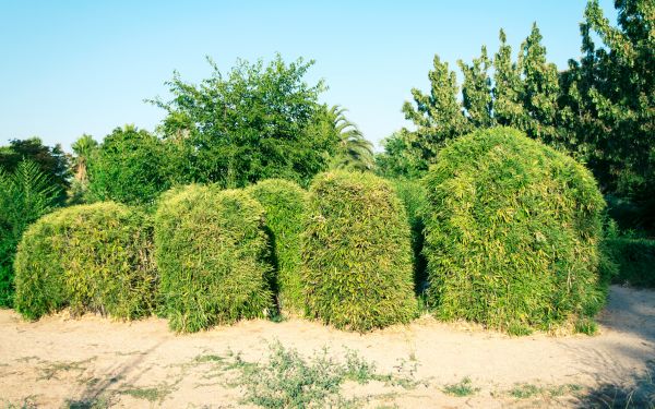Bamboo Hedge Removal in Palm Desert