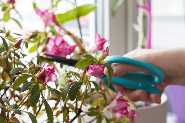 Azalea Pruning in Palm Desert